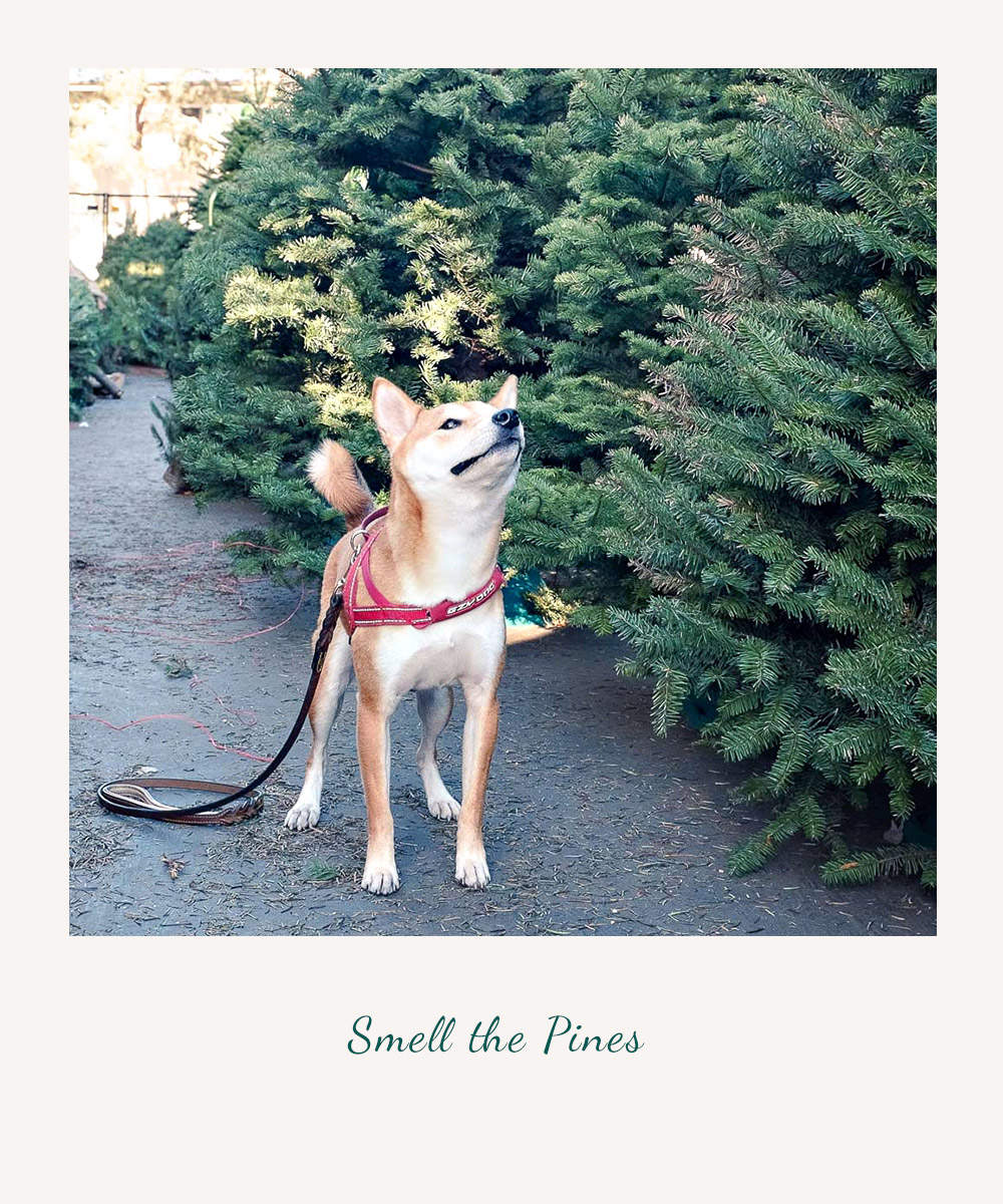 smelling pines