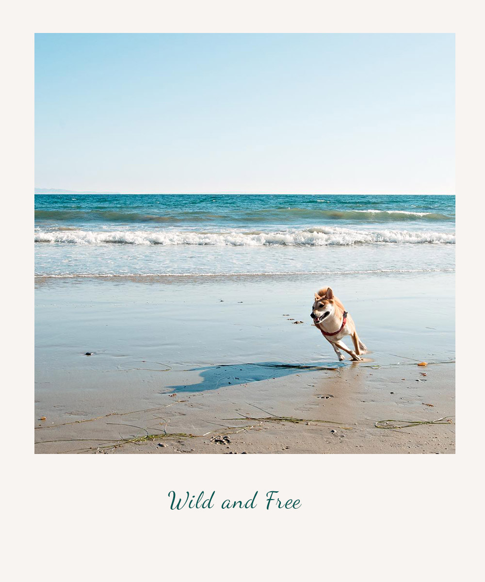 wild and free